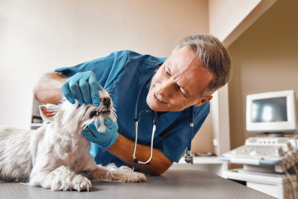 Best Emergency Dental Care for Broken or Chipped Teeth in Cavalier, ND